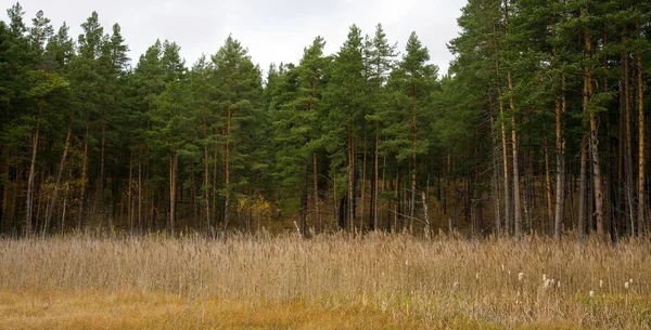 Jesienne Pole Trawami Łąkowymi Tle Sosnowego Lasu — Zdjęcie stockowe