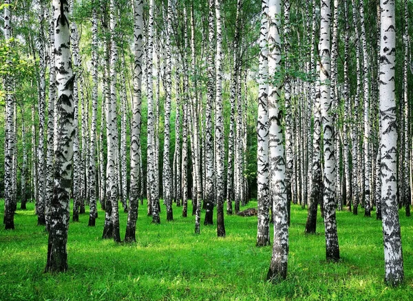 Björkar Sommarskog Äng Med Solljus Stockbild