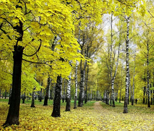 Клен Осенними Листьями Фоне Березовой Рощи — стоковое фото