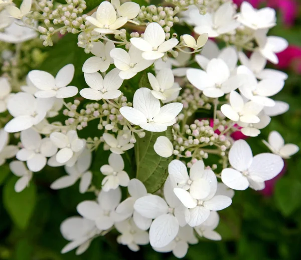 White Flowers Hydrangea Paniculata Background Stock Photo
