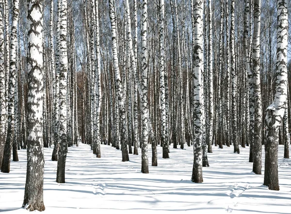 Forêt Bouleaux Par Beau Temps Printanier Avril — Photo