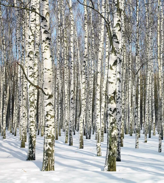 Winterliche Birkenstämme Februar — Stockfoto