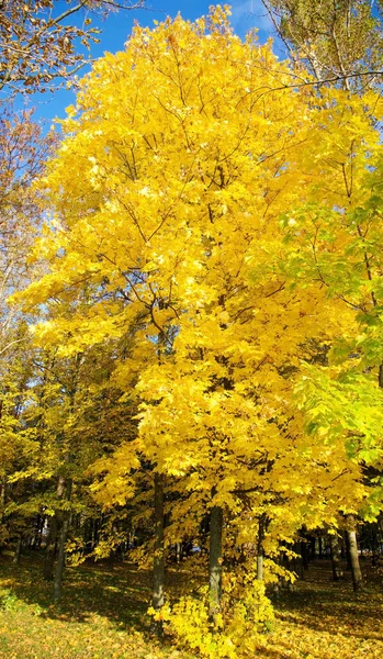 Érable Automne Aux Feuilles Jaunes Sur Fond Ciel Bleu Ensoleillé — Photo