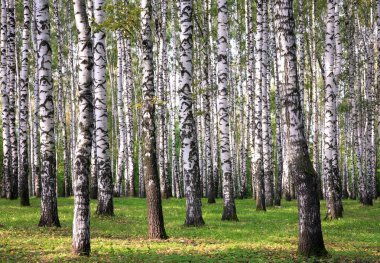 Sonbaharın ilk belirtileri. Güneşli bir parktaki huş ağaçlarında sarı yapraklar.