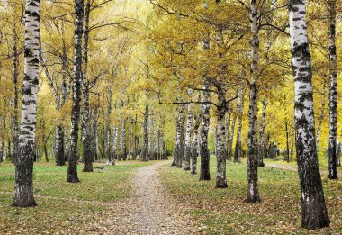 Altın sonbahar mevsiminde Birch Parkı 'nda yürüyüş yolu