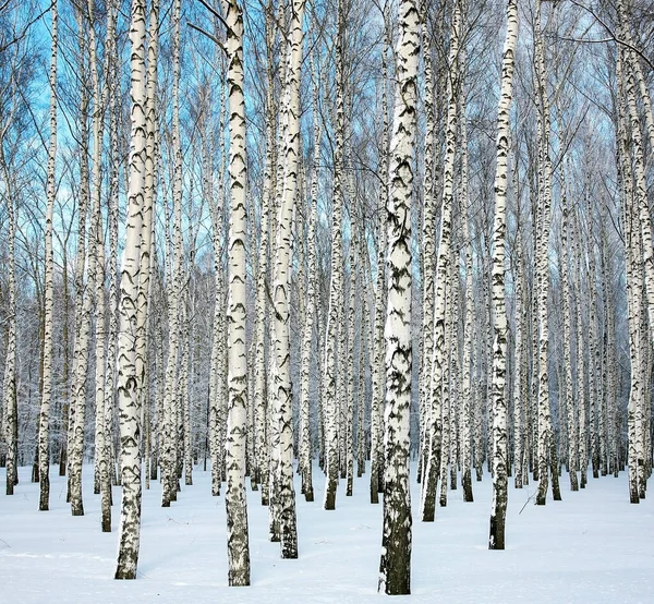 Forêt Bouleaux Avec Arbres Enneigés Sur Ciel Bleu — Photo