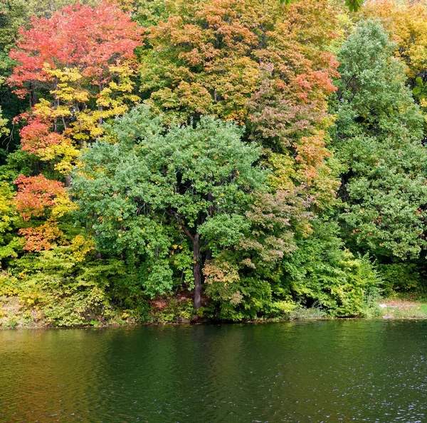 Efterårspark Med Smukke Træer Refleksion Søen - Stock-foto