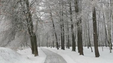 Soğuk bir sabah ve huş ağacı parkında kar.