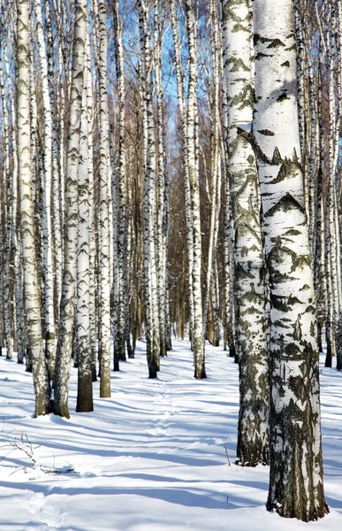 Śnieżna Ścieżka Zimie Słoneczny Las Brzozowy Przeciwko Błękitnemu Niebu — Zdjęcie stockowe