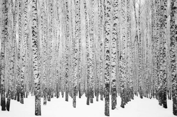 Troncos Bétulas Cobertas Neve Inverno Cor Preta Branca — Fotografia de Stock