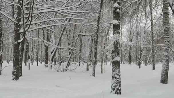 Όμορφα Δέντρα Χειμώνα Στο Πάρκο Της Πόλης — Αρχείο Βίντεο