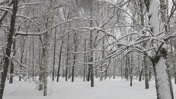 Árboles Invierno Parque Ciudad — Vídeos de Stock