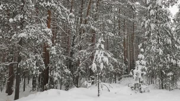 Pinos Cubiertos Nieve Abetos Bosque Invernal — Vídeos de Stock