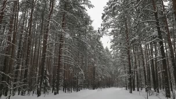 1月份的冬季松树林 — 图库视频影像