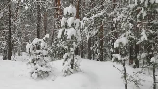 Hermosos Ranchos Cubiertos Nieve Árboles Coníferas Bosque Invierno — Vídeos de Stock