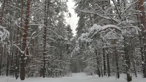 Berjalan Melalui Hutan Musim Dingin Bulan Januari Cuaca — Stok Video