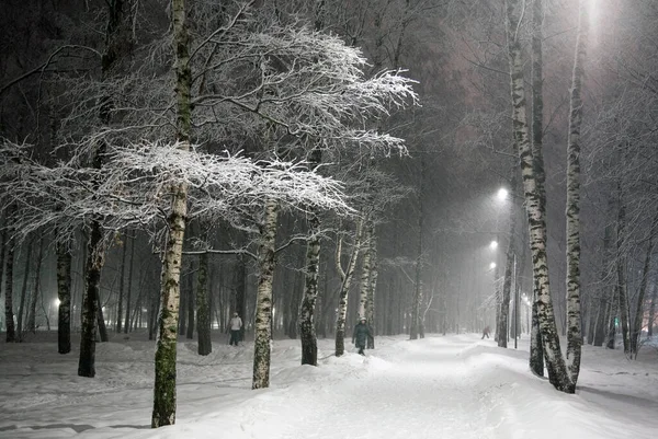 2月的黄昏暴风雪中的冬城桦树公园 — 图库照片