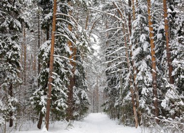 Kozalaklı kış ormanlarında yürüyüş yolu 