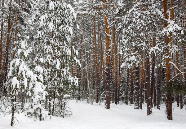 Pine snowy forest in clear weather