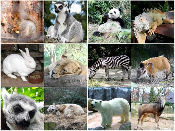 Colagem Diferentes Animais Bonitos — Fotografia de Stock