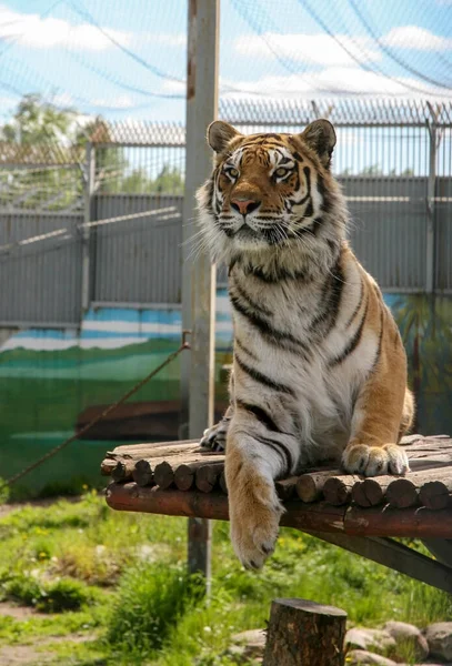 Заинтересованный Амурский Тигр Солнечный Летний День — стоковое фото