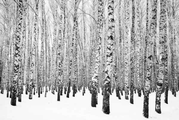 Ağaçlarla Kaplı Kış Huş Ağacı Siyah Beyaz Ağaçlar — Stok fotoğraf