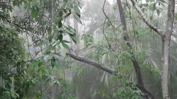 Tempête de pluie tropicale estivale à Singapour — Video