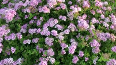 Güneş ışığında pembe çiçeklerin olduğu yaz tarlası