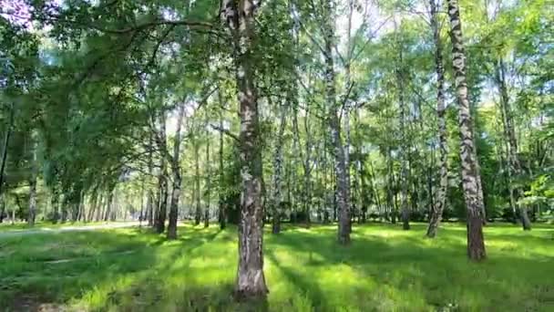 Betulla parco cittadino al sole della sera — Video Stock