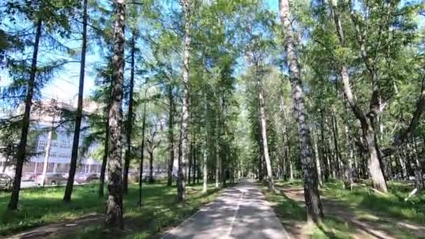 Sendero para caminar y andar en bicicleta en el parque de abedules de la ciudad por la noche — Vídeos de Stock