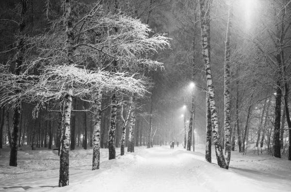 저녁에 흑백으로 자작나무 공원에 내리는 눈보라 로열티 프리 스톡 이미지