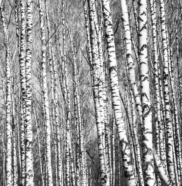 Ağaç gövdelerinin bahar manzarası siyah ve beyaz