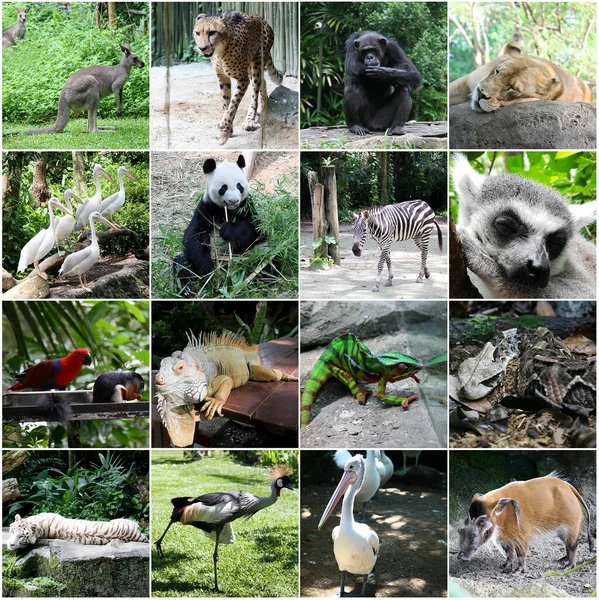 Colagem Fotos Animais Diferentes — Fotografia de Stock