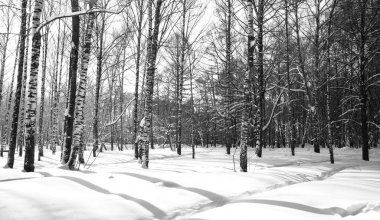 Derin Şubat karı güneşli havada sürükleniyor siyah ve beyaz