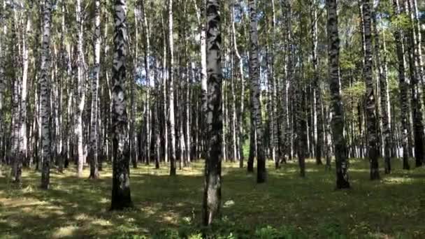 Birch Άλσος Μια Σαφή Ηλιόλουστη Ημέρα Του Φθινοπώρου — Αρχείο Βίντεο