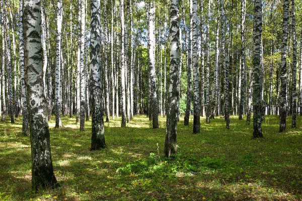 Nyírfa Fatörzsek Parkban Kora Ősszel Napon Gyönyörű Árnyékokkal — Stock Fotó