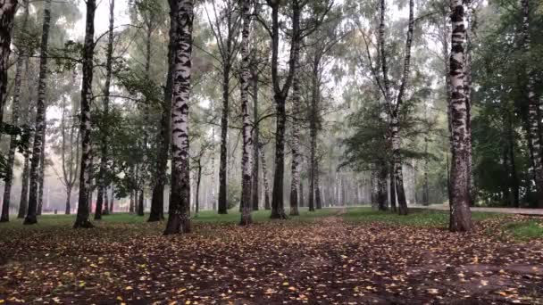 Foggy Mattina Presto Nei Primi Giorni Autunno Parco Città Betulla — Video Stock