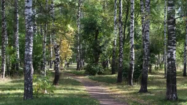 Mattina Autunno Parco Tempo Ventoso Nel Mese Settembre — Video Stock