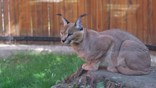 Beautiful Caracal Resting Tree Stump Sunny Autumn Day — Stock Video