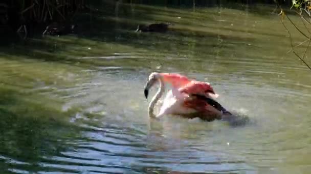 Flamant Rose Nageant Plongeant Dans Étang Par Une Journée Ensoleillée — Video