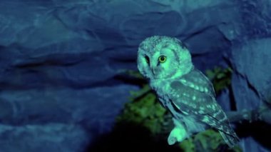 Nizhny Novgorod, Rusya - 19 Eylül 2021: Hayvanat bahçesindeki karanlıkta güzel baykuş Limpopo Hayvanat Bahçesi 'ndeki kameraya baktı