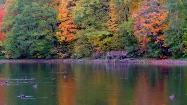 Lago Pitoresco Com Árvores Outono Patos — Vídeo de Stock