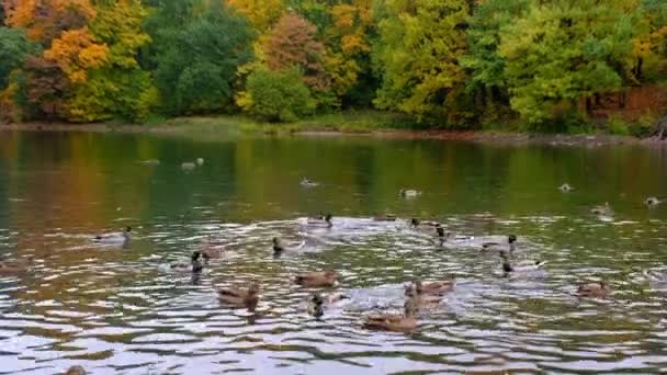 Patos Lago Contra Fundo Árvores Coloridas Outono — Vídeo de Stock