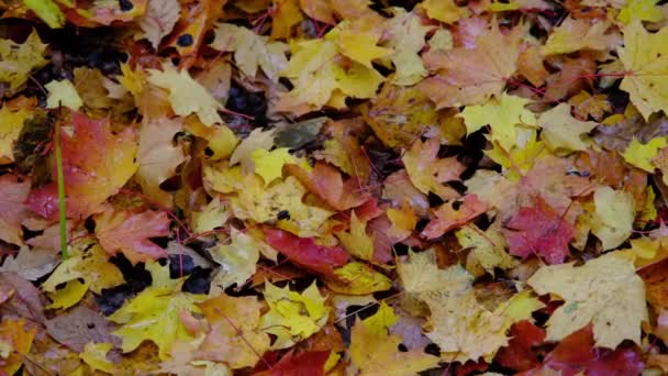 Pozadí Podzimního Listí Podzimním Počasí — Stock video