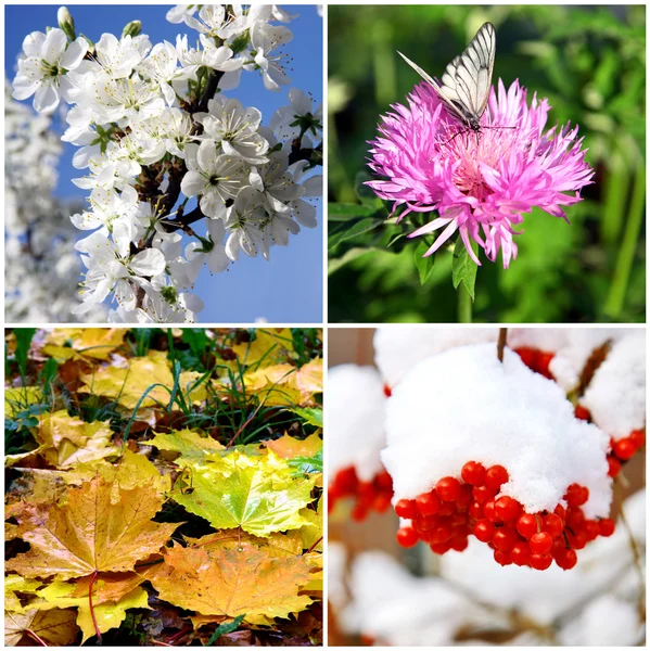 Collage di quattro stagioni - primavera, estate, autunno e inverno — Foto Stock