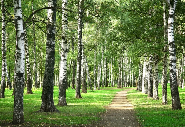 ilk gün sabah güneşli huş ormanında sonbahar