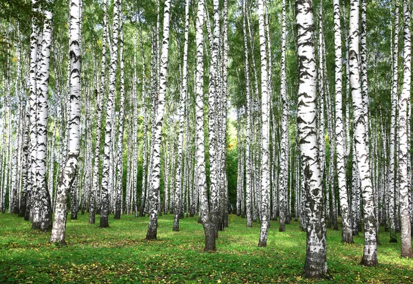 Första dagarna i höst i björkskog — Stockfoto