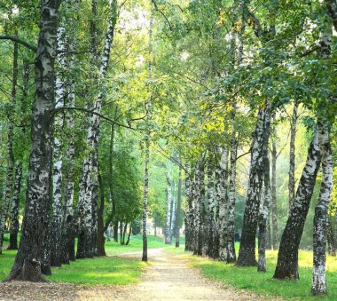 güneşli Şehir Parkı sonbaharın ilk günlerinde akşam