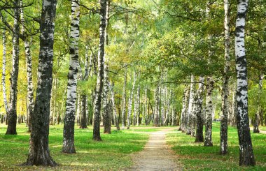 Huş ağacı Parkı güneşli bir sonbahar sabahı