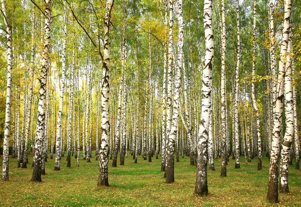 Evening autumn birch forest in sunlight — Stock Photo, Image